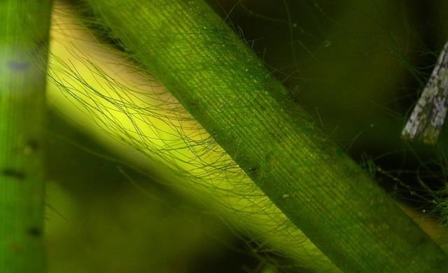 hình ảnh rêu Oedogonium